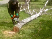 Спил деревьев