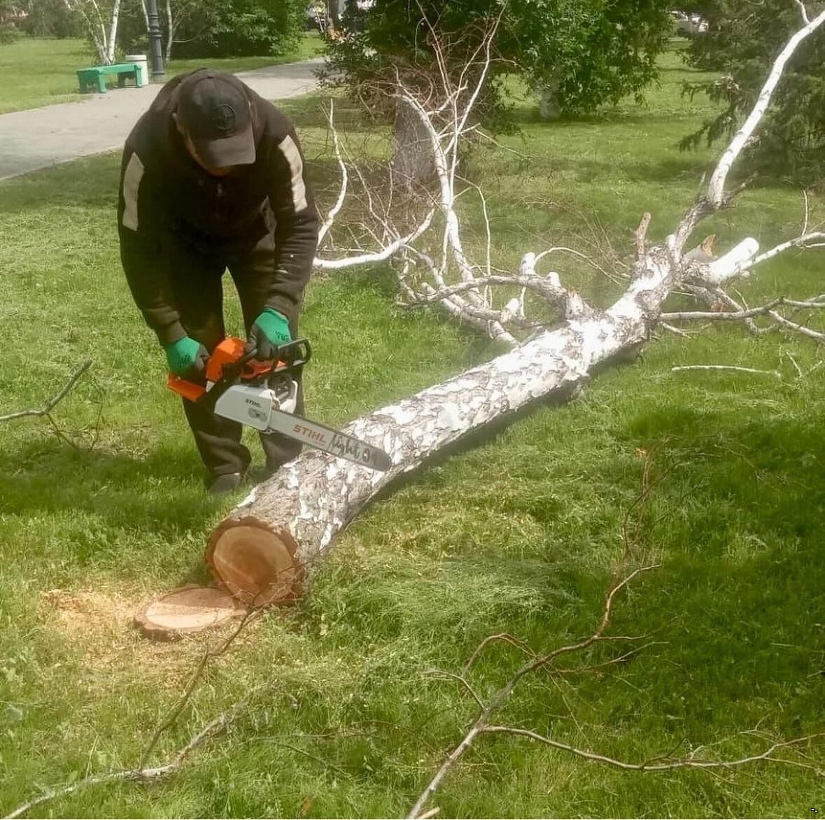 Спил деревьев